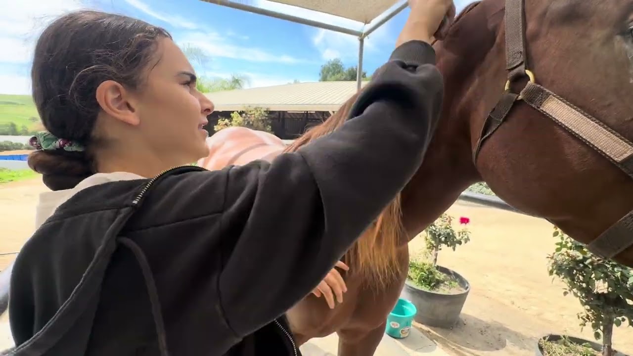 The basics of grooming your horse