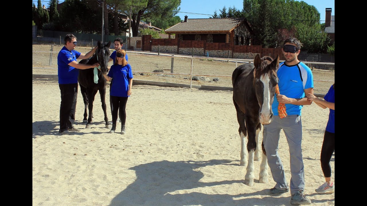 Psicoterapia y coaching asistido por caballos