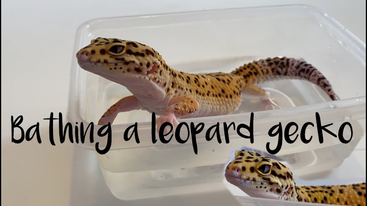 How to bath a leopard gecko