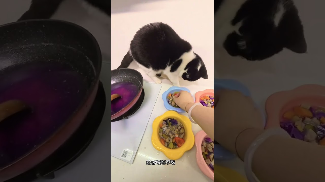 VLOG 09 New Year s Eve for pet owners I wish you all a happy New Year.