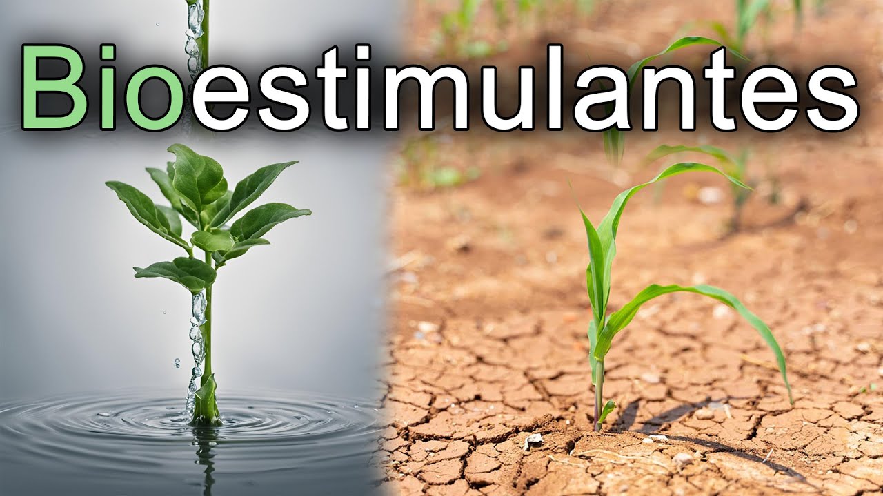 Mejorando los rendimientos agrícolas con bioestimulantes 🌱💪