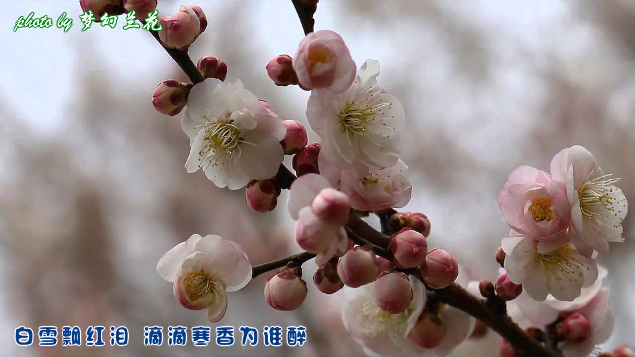 Me singing 梅花泪, cover by yuanyuan88, 精美梅花摄影