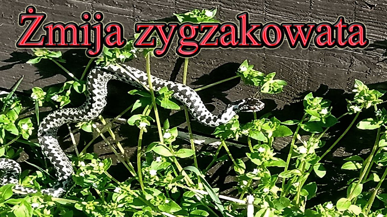 Żmija zygzakowata w Szumilesie