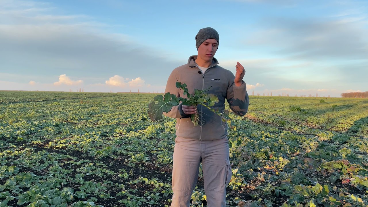 24.11.21 Рістрегуляція озимого ріпаку.Стан ріпаку після пересіву// Питання- відповідь.