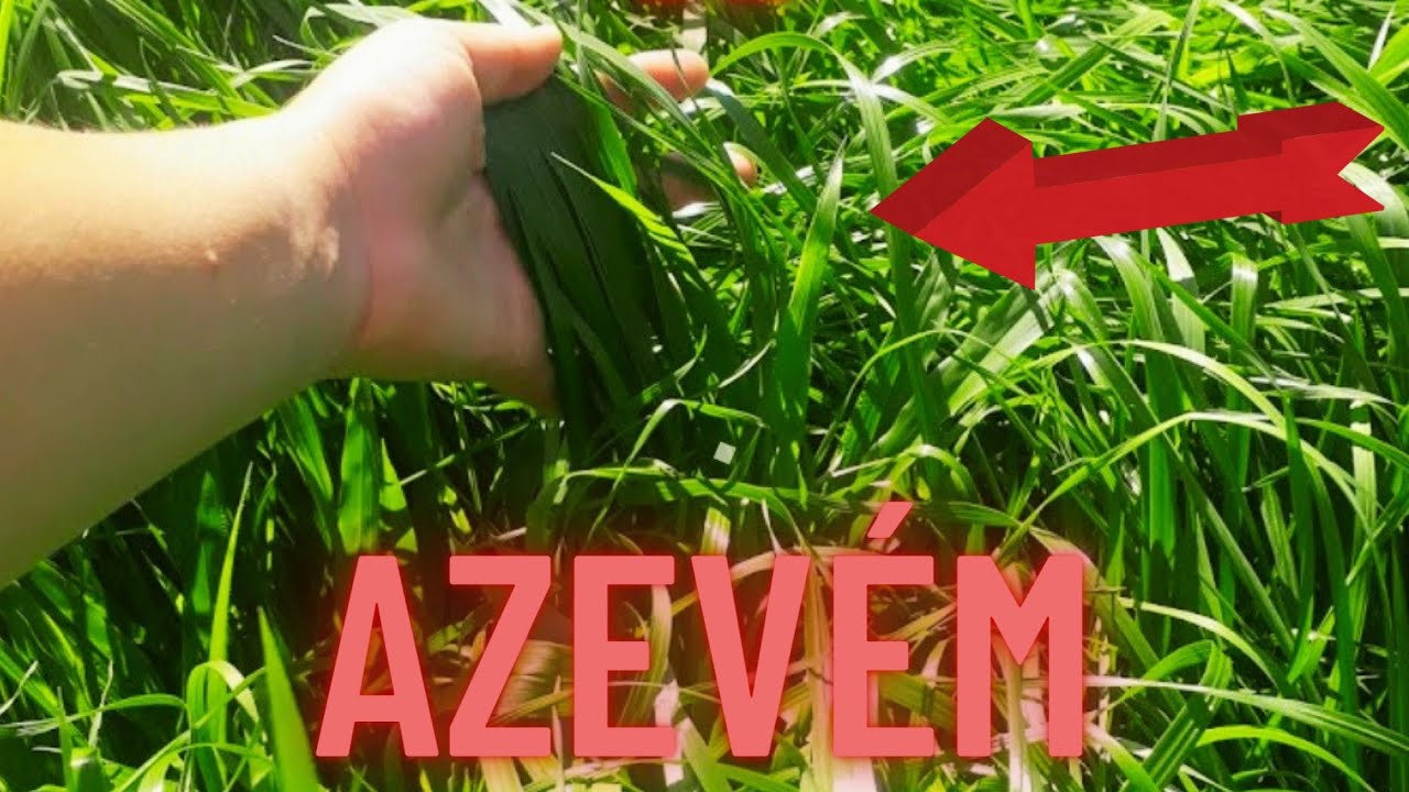 Sobressemeadura de azevém