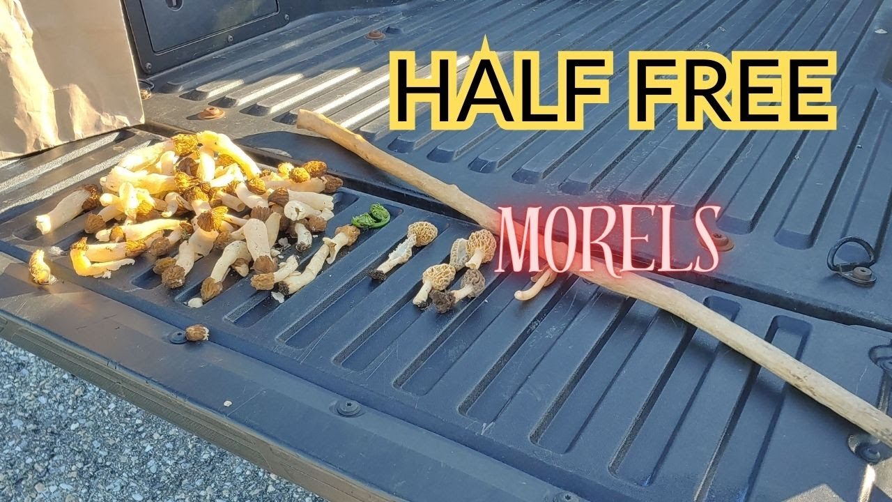 Hunting half-free morel mushrooms