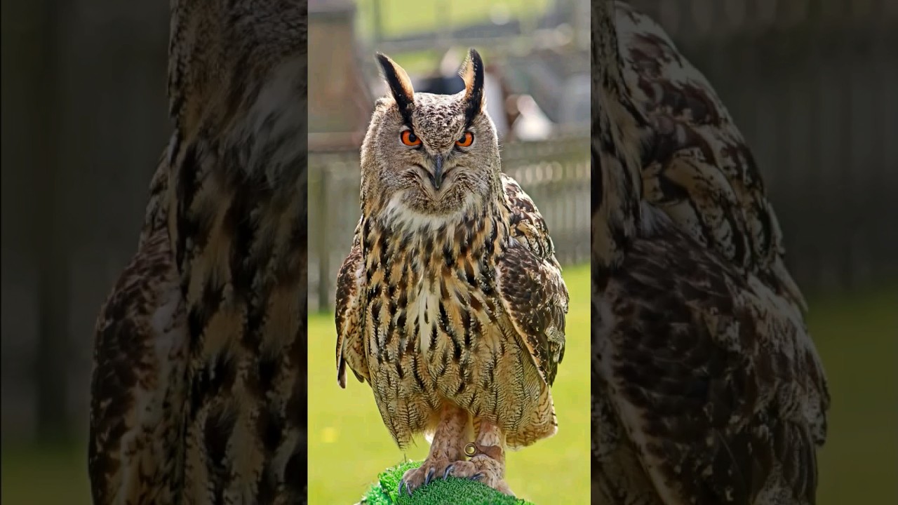 Asombroso B&uacute;ho Real 🦉🦉 🦉.