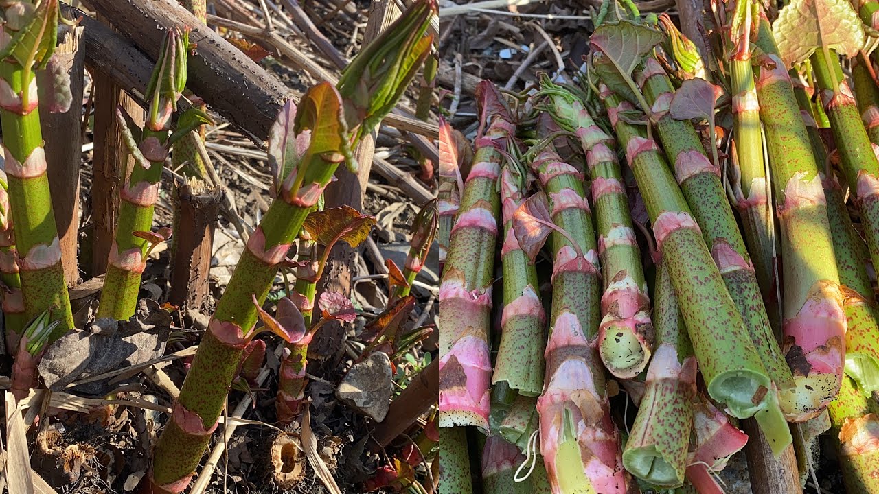 จัดไปแบบดังสนั่นลั่นทะเล # ผักบุ้งฝรั่งยอดอวบใหญ่ # Japanese knotweed.2/5/22.