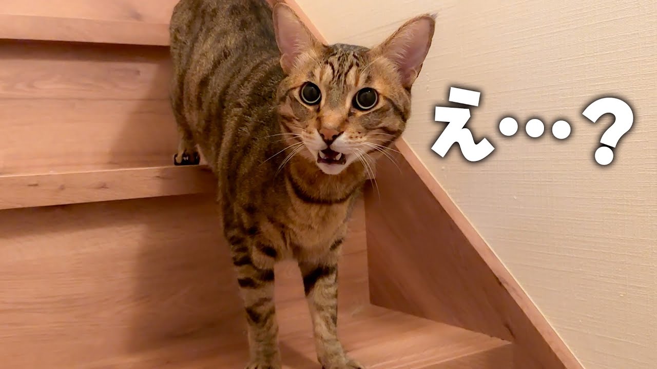 大好きな飼い主と３日ぶりに再会した猫…、理解が追いつかず固まってしまいましたwww