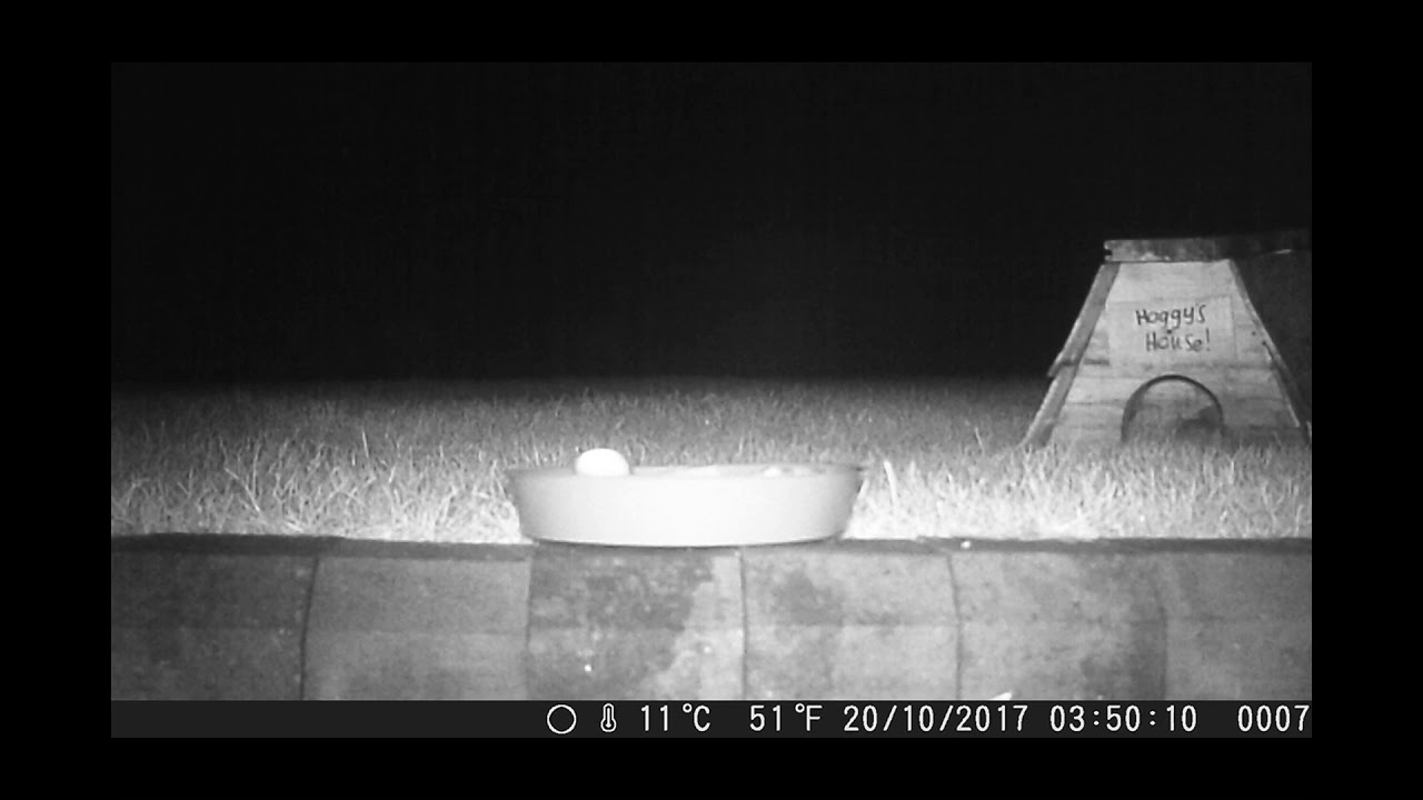 A jumping woodmouse