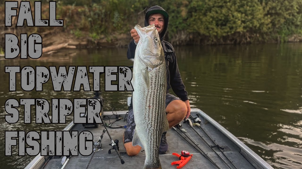 Fall San Joaquin River Striper Fishing | BIG Topwater Blow Ups | TOPWATER ONLY !