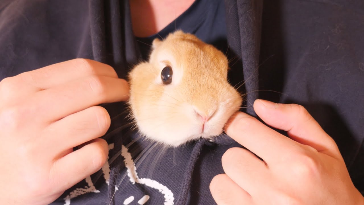 落ち着きのないウサギを服の中で遊ばせたらこうなりました【No.785】