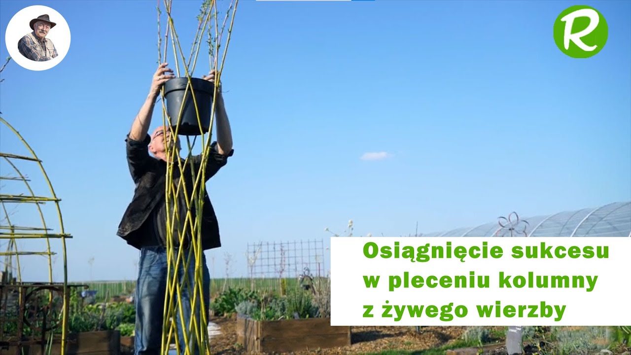 Osiągnięcie sukcesu w pleceniu kolumny z żywego wierzby