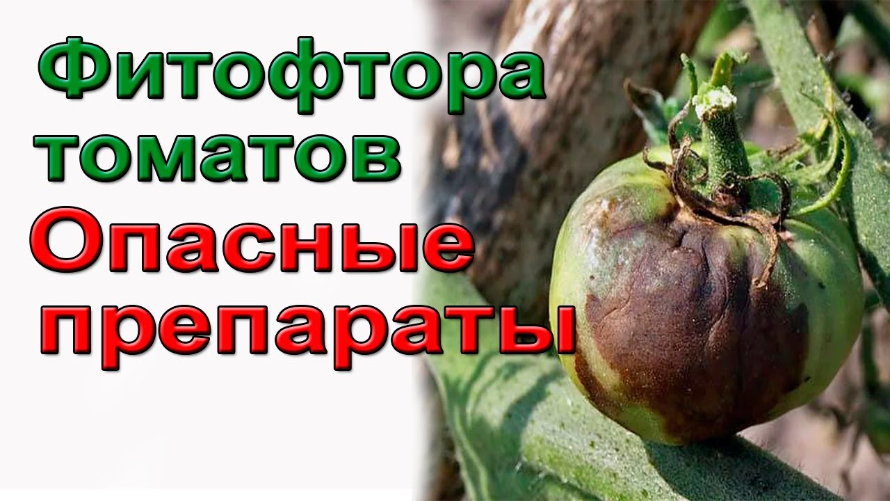 Фитофтора томатов  Опасные препараты