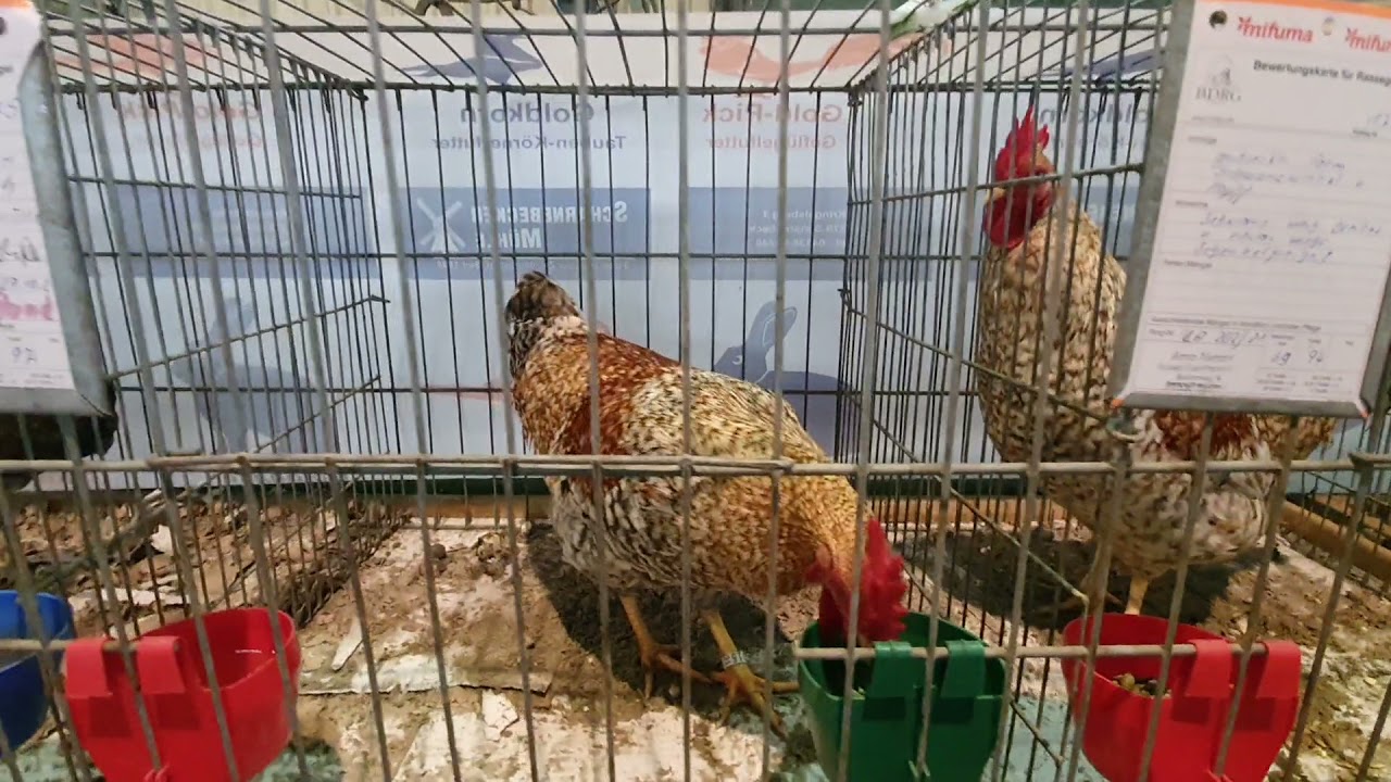 Bielefelder Zwerg Kennh&uuml;hner