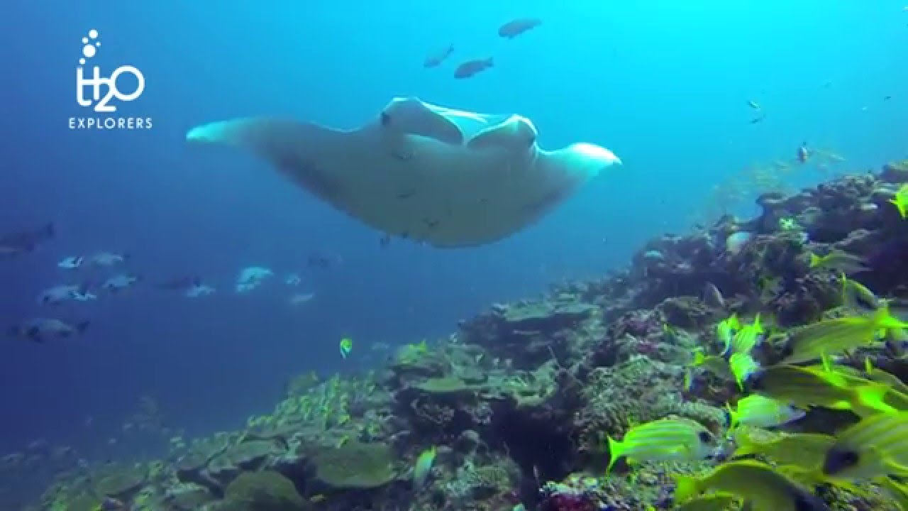 Diving Moofushi Kandu (HD) - South Ari Atoll, Maldives