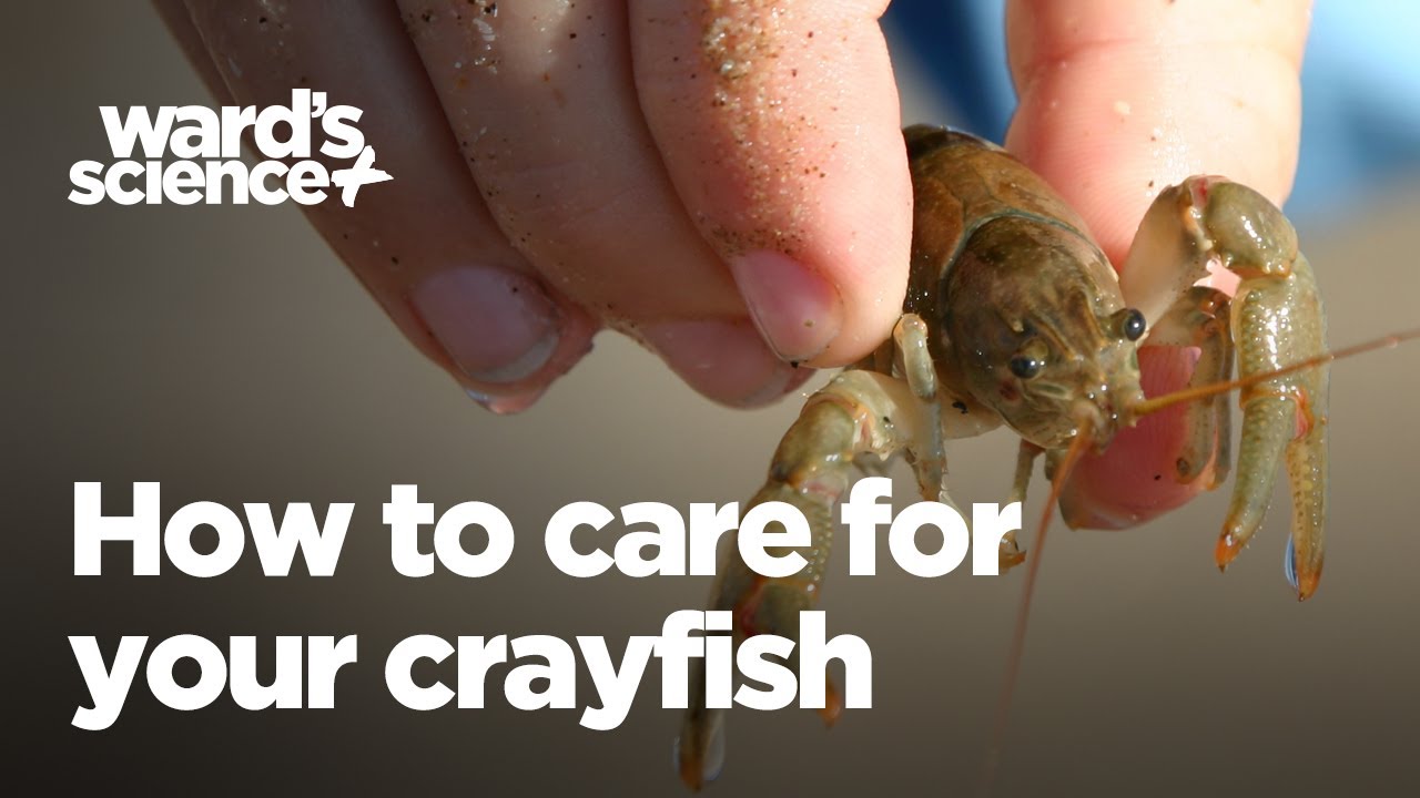 How to Care for Your Crayfish