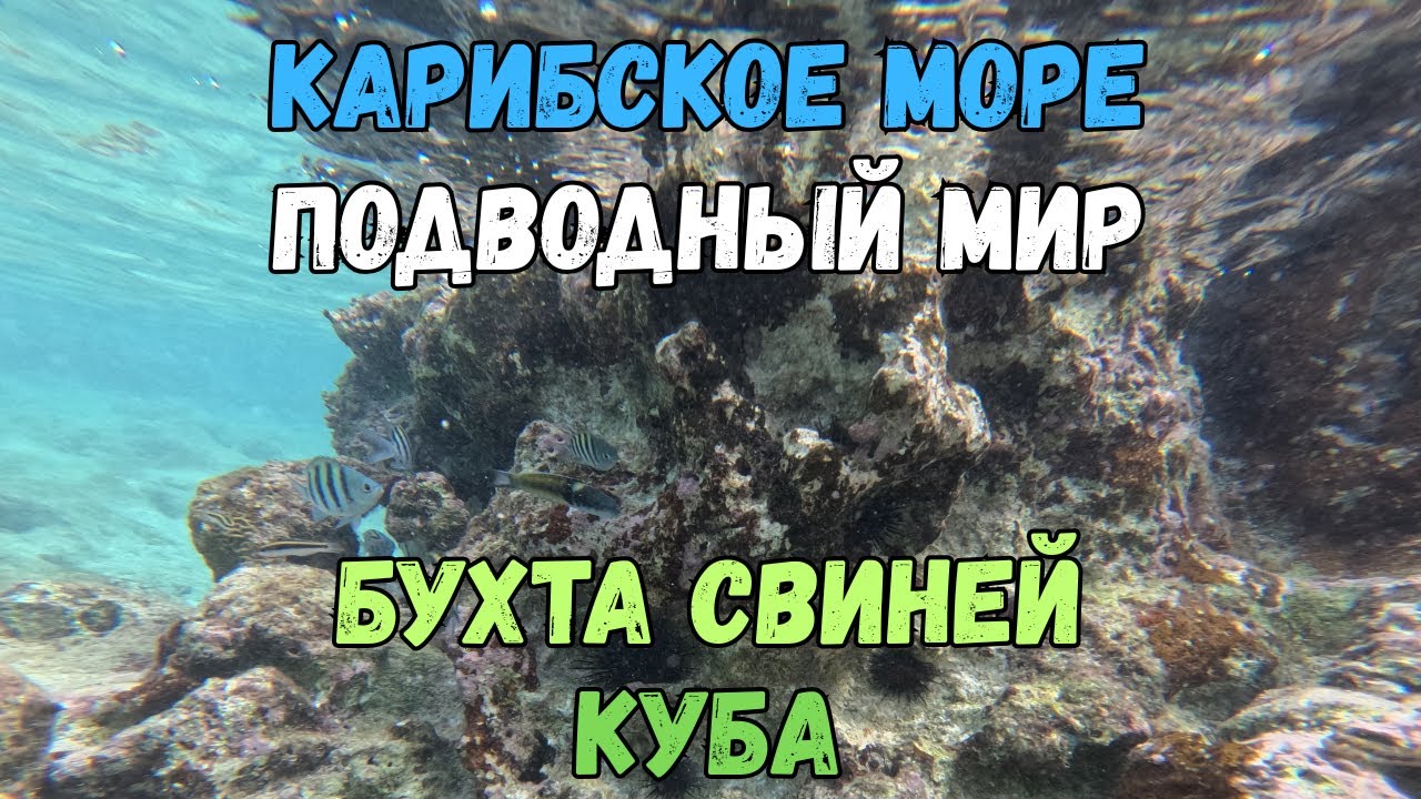 Карибское море. Подводный мир. Бухта Свиней. Куба | Caribbean Sea. Marine Life. Bay of Pigs. Cuba