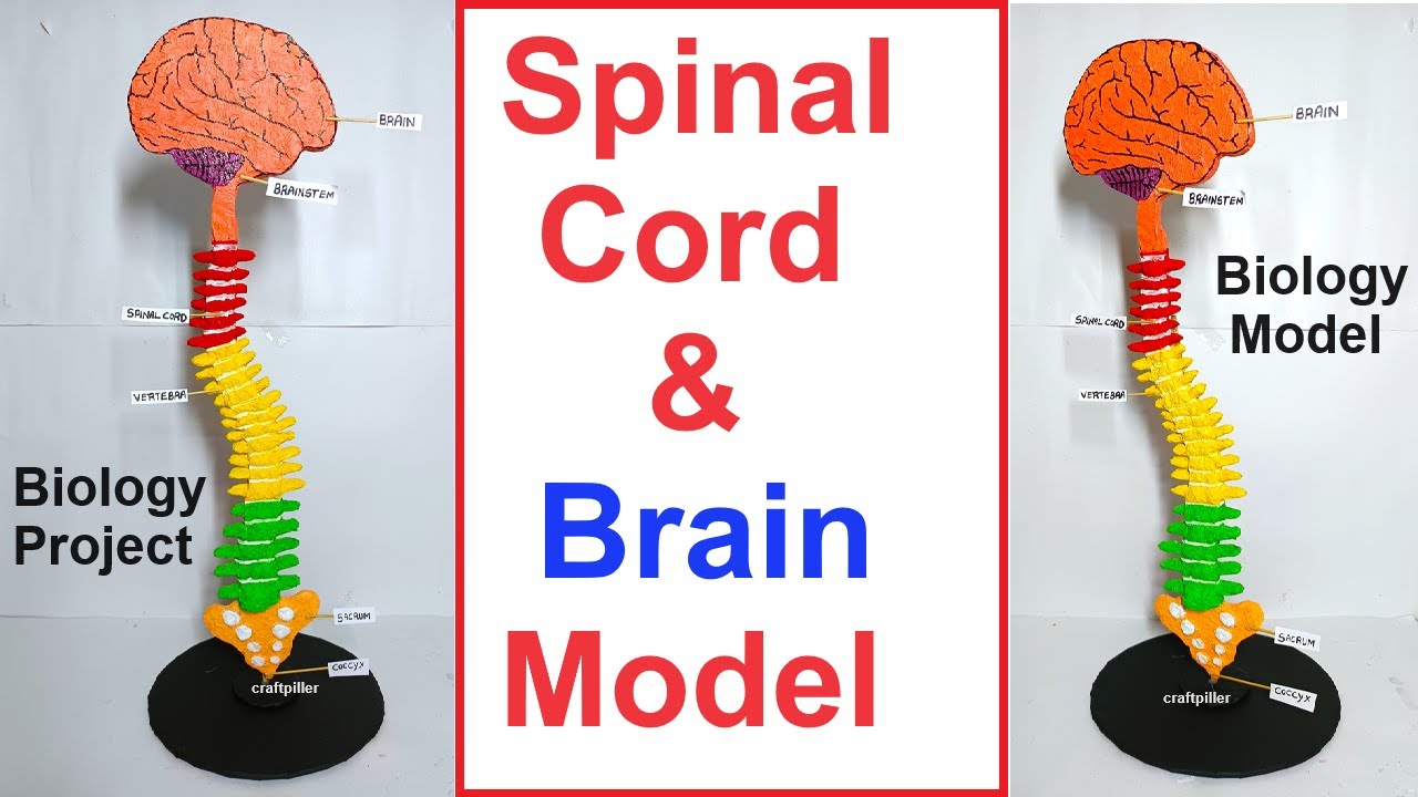 spinal card and brain model (3d) making - biology project - in simple and easy steps | craftpiller