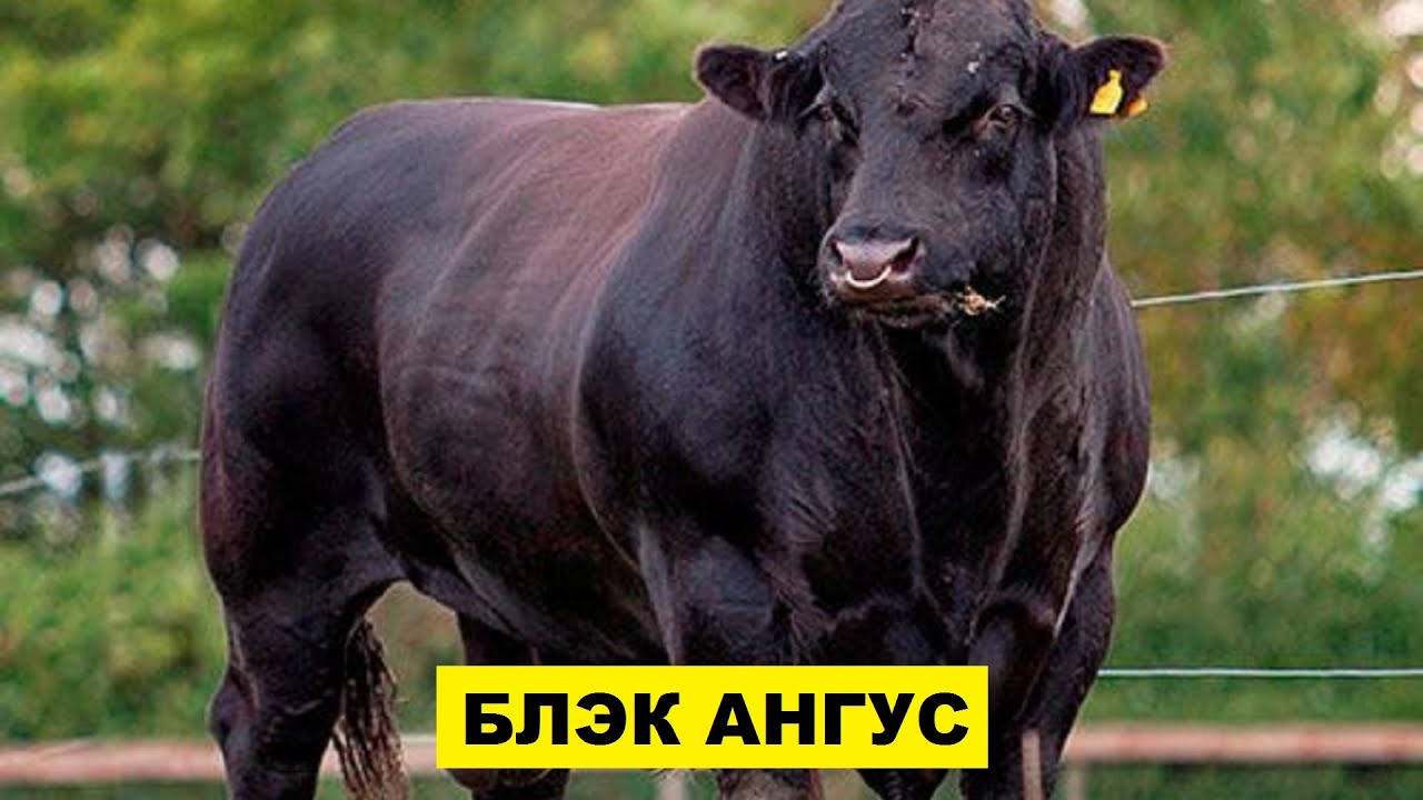 Разведение породы Блэк Ангус в домашнем хозяйстве | КРС | Быки Блэк Ангус