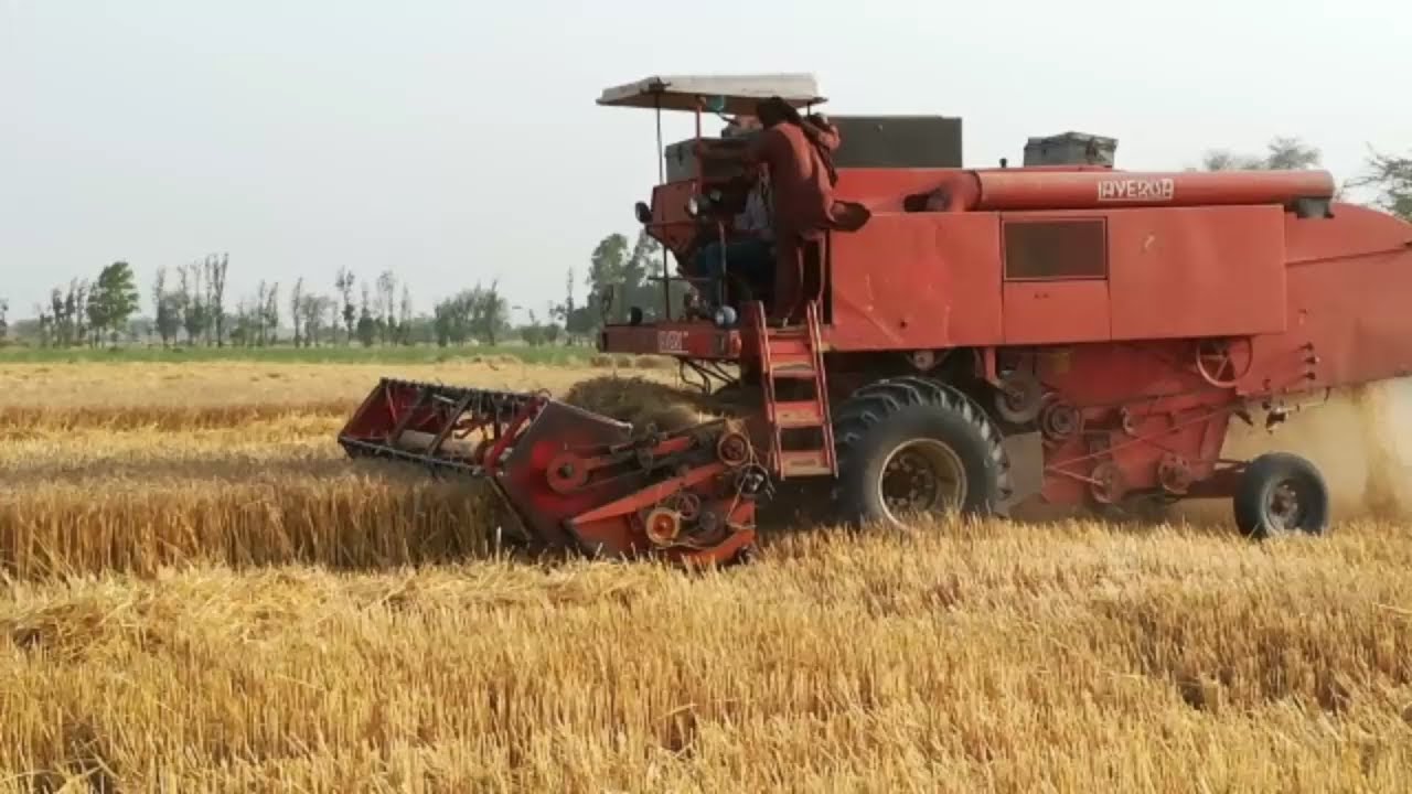 Combine Harvester Laverda M152 Cutting The Wheat In Fields