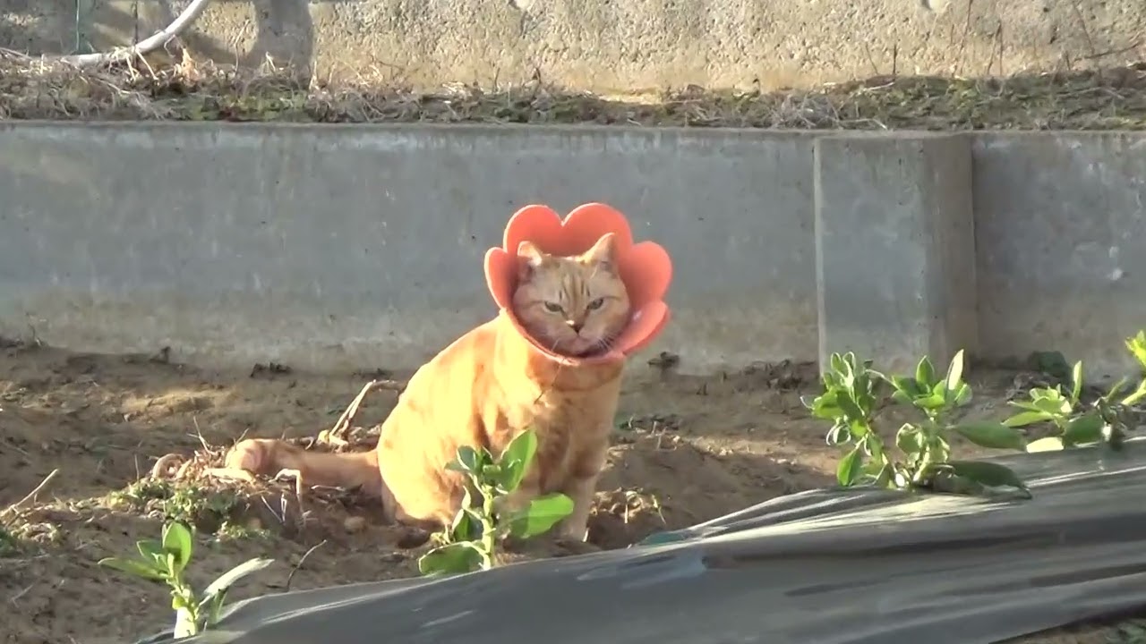 ねこ日記#2805 ビニールハウスから出て転がるマオとおトイレ中のマチコ☆