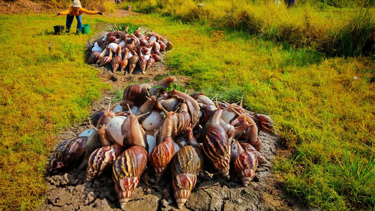 Satisfying Snail Harvesting in Green Field