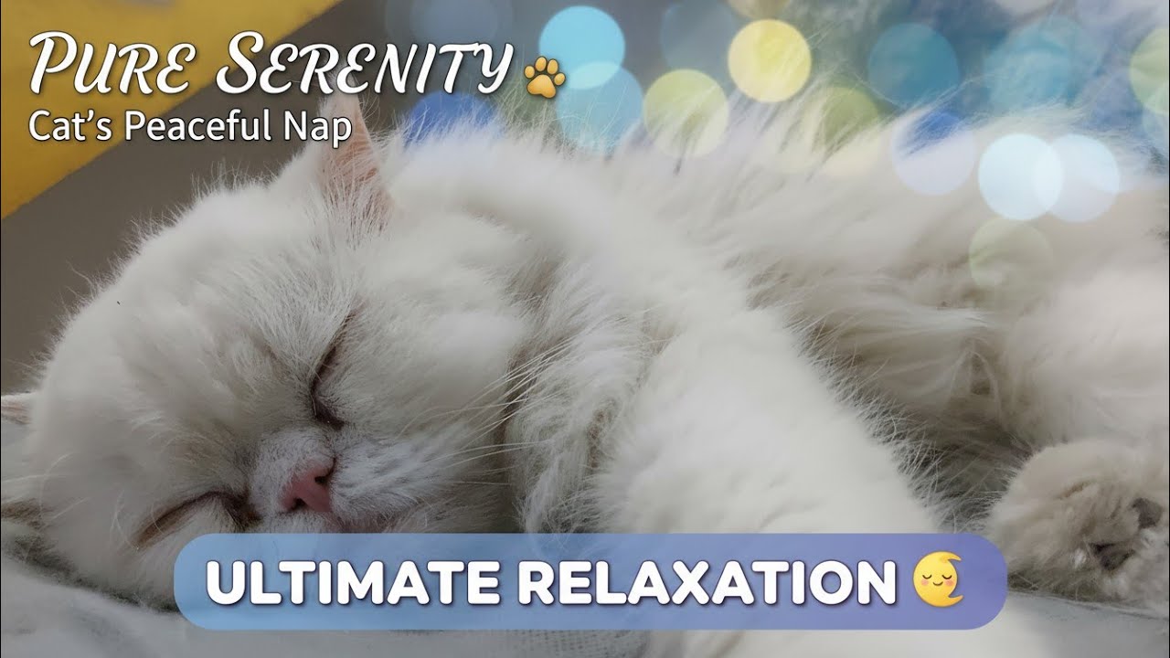 Peaceful Winter Cat Moments | Soft Sleep & Cozy Companions