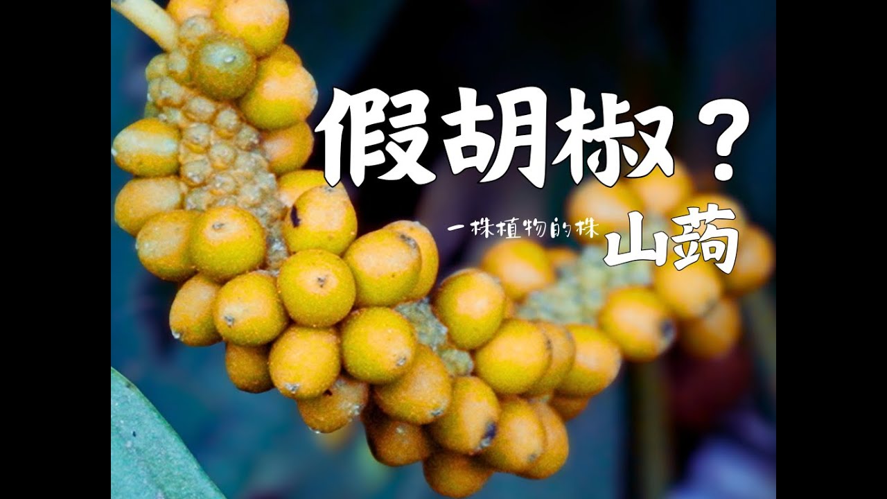 不是胡椒，却总被当成胡椒的植物，山蒟像毛毛虫一样开花