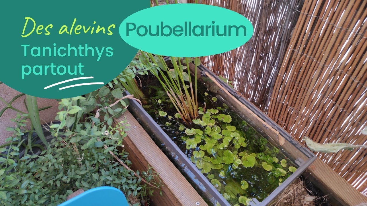Poubellarium - des alevins partout