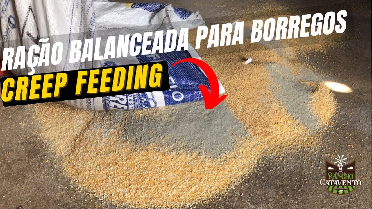 RAÇÃO PARA BORREGOS COM MENOS DE 02 MESES