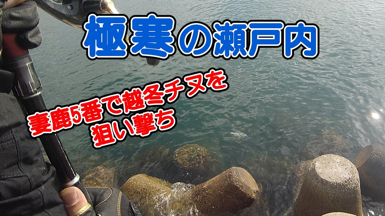 越冬チヌをロックオン！妻鹿5番で年無しチヌ！？