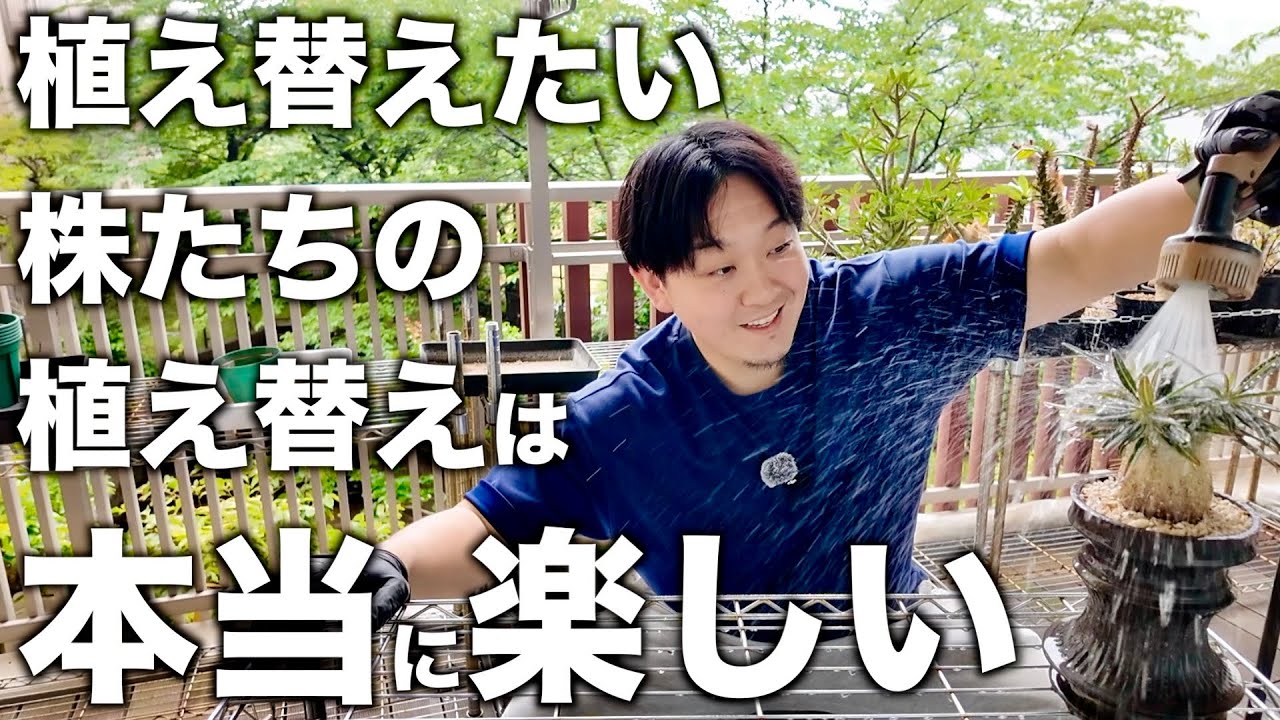 【塊根植物】自慢の実生を11株一気に植え替えます