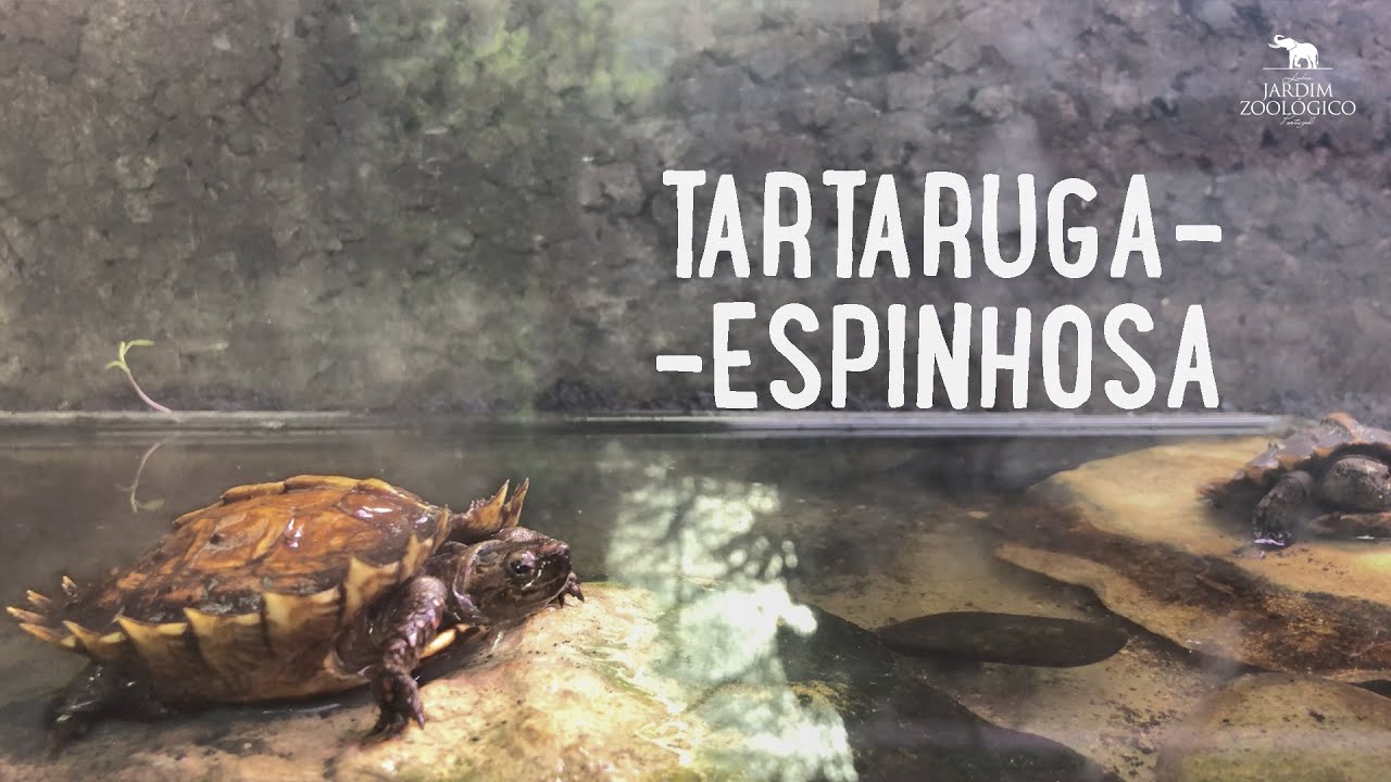 Tartaruga-espinhosa | Jardim Zoológico