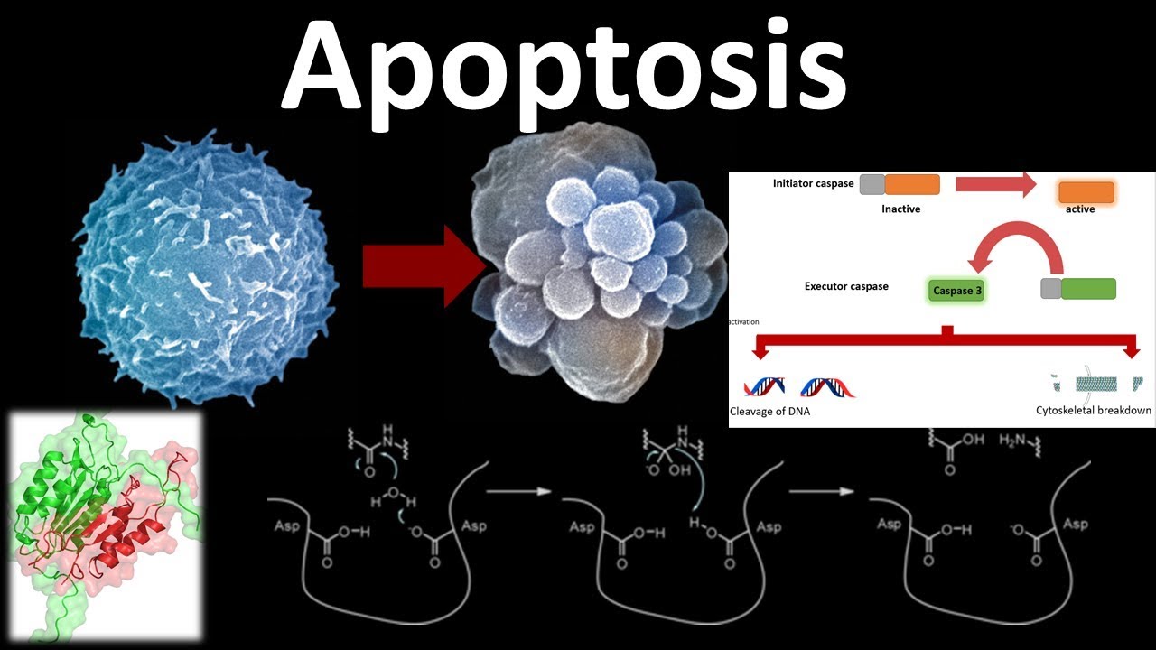Apoptosis: the programmed cell death