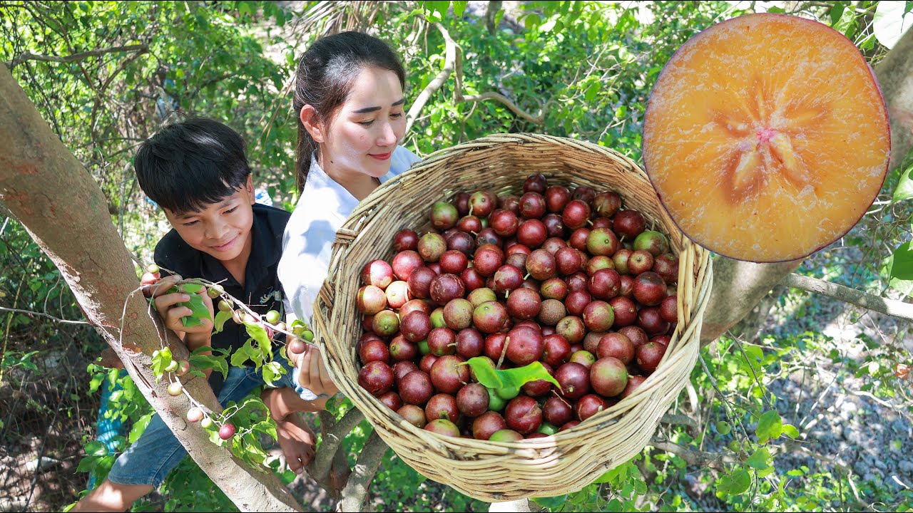 Harvest ripe governors plum from the tree for spicy eating | Climb tree for fruit harvesting