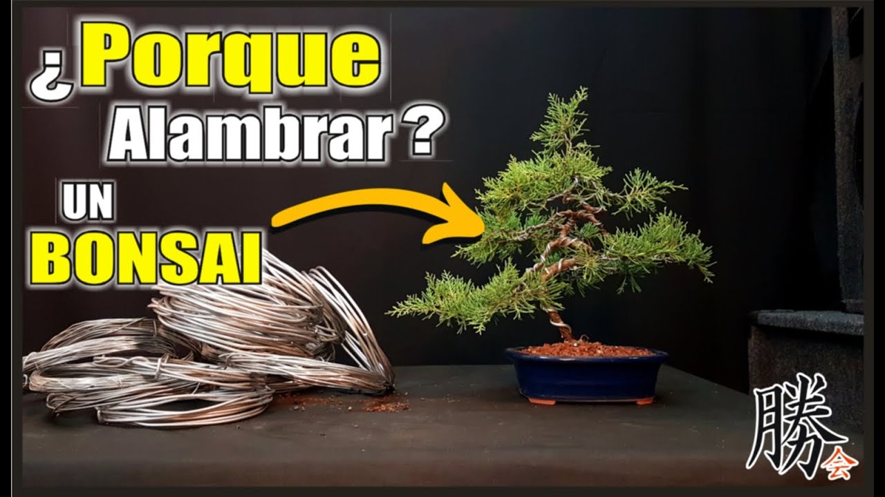 PORQUE ALAMBRAR UN BONSAI?- ALAMBRADO, COMO Y PORQUE ALAMBRAR, QUE ALAMBRE USAR, Y HASTA CUANDO