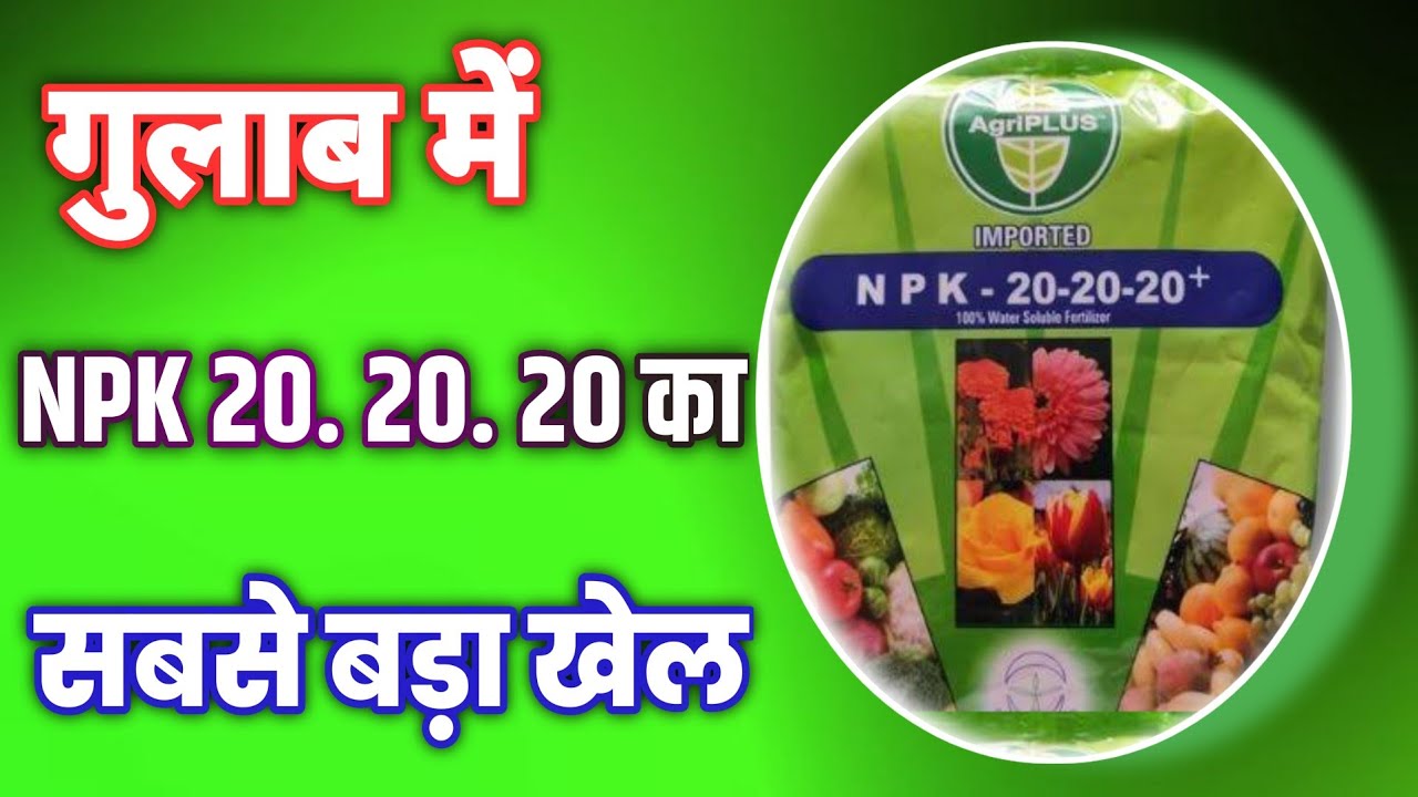 गुलाब में NPK 20. 20. 20 का सबसे बड़ा खेल best fertilizer for ROSE plants