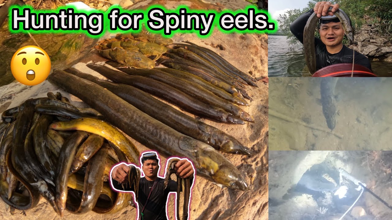 We went out to hunt spiny eels, which are large and long.😲😲 ( Joo Saa )