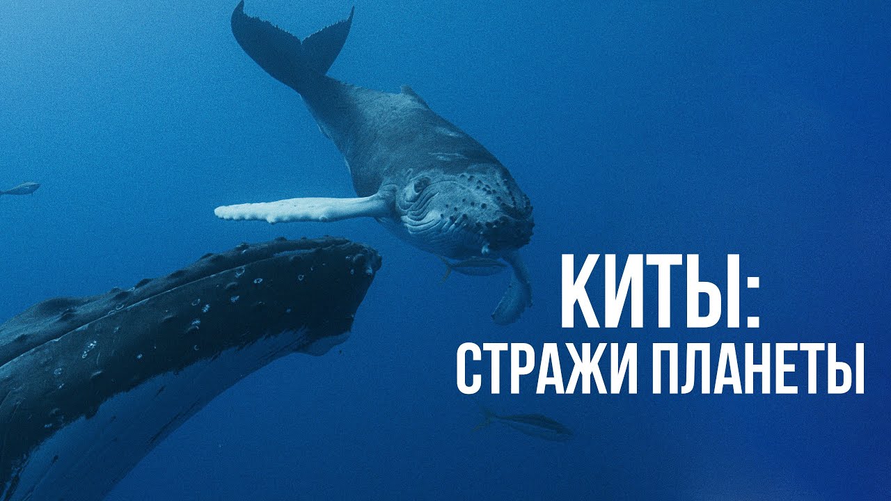 Киты Стражи планеты .Les gardiennes de la plan&egrave;te (2023) Документальный фильм