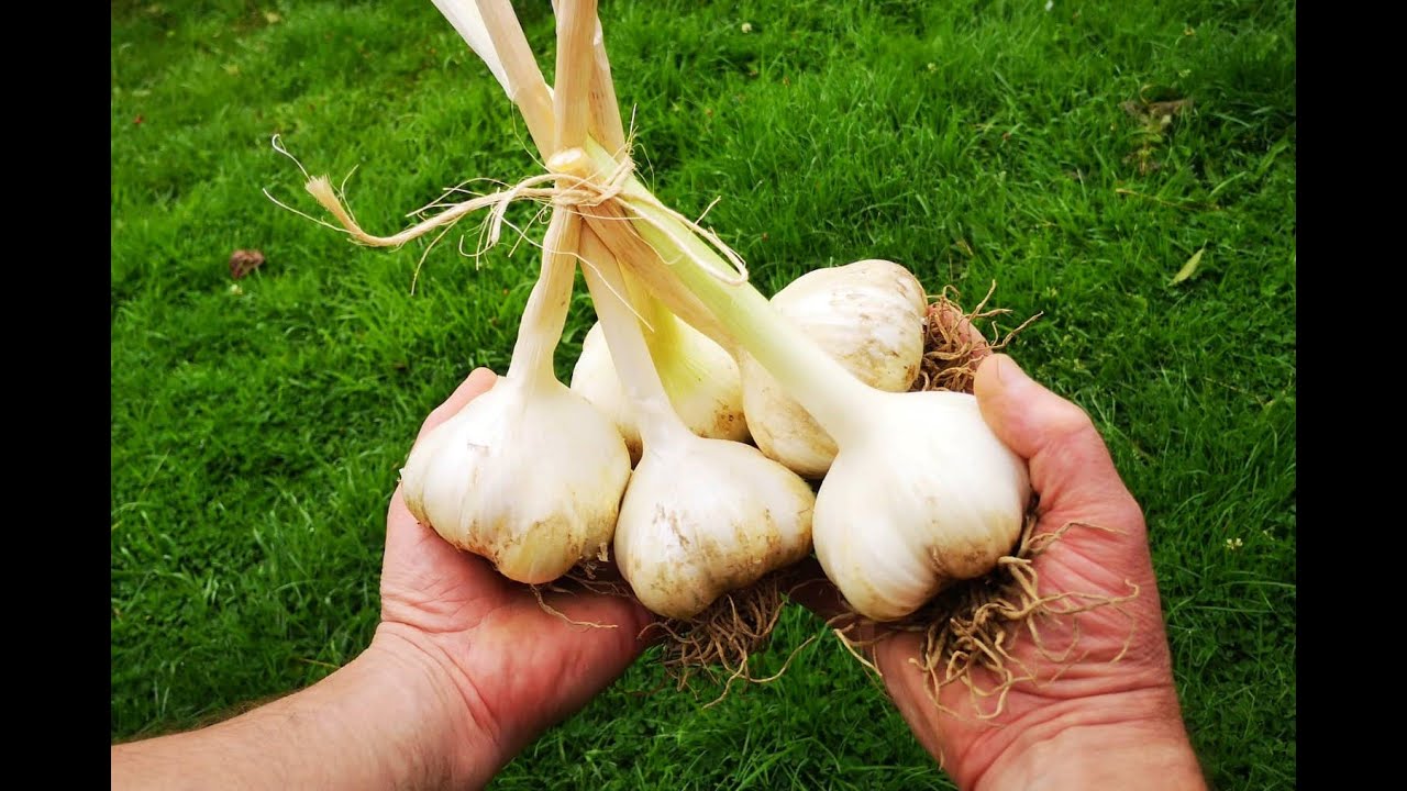Elephant Garlic Harvest and Lots More Drying Shelves