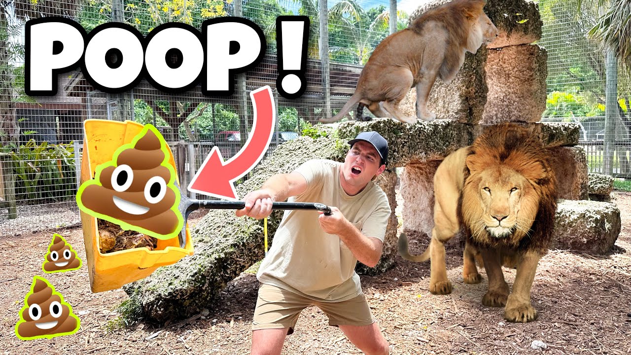 POOP SCOOPING THE LION DEN ! LIONS, JAGUARS, TIGERS !