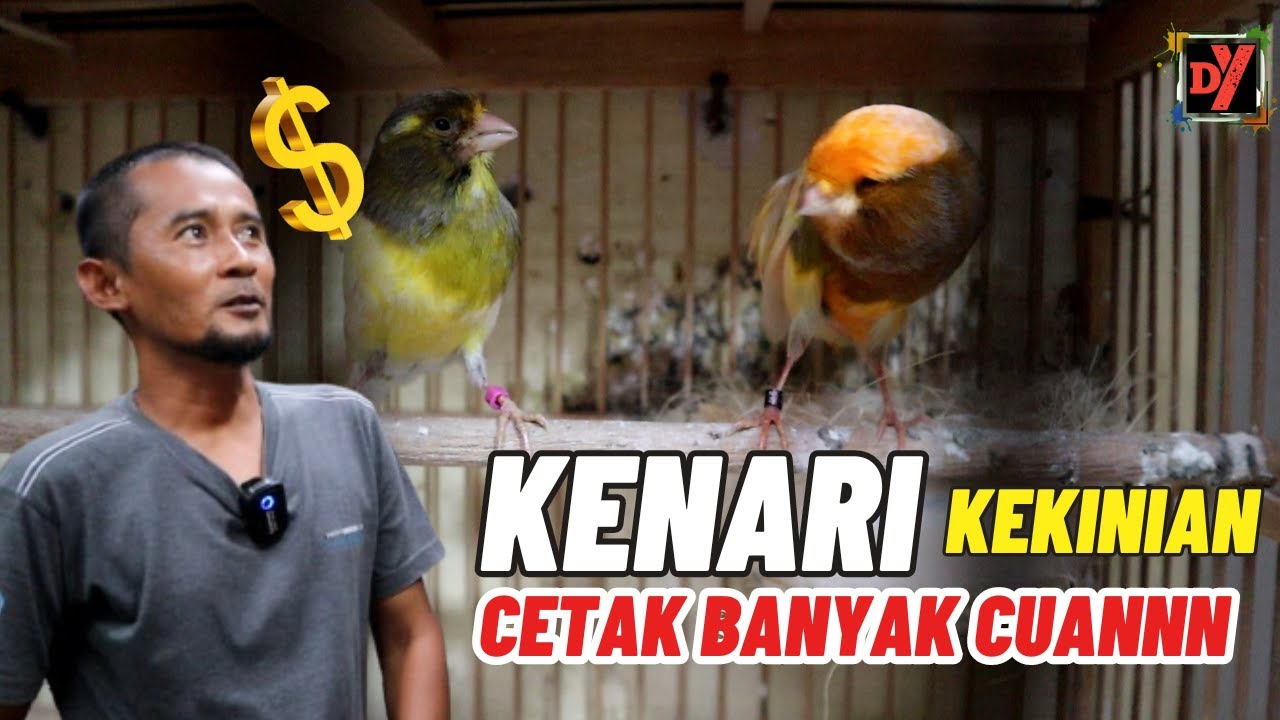 Ternak Kenari Pakai Betina Kekinian Hasilkan Banyak CUANNN..!! SJM CANARY