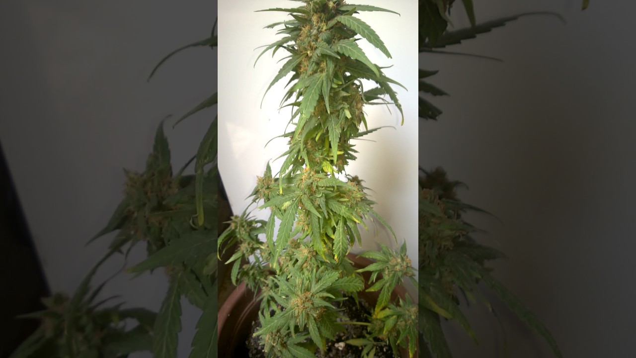 Cultivo Auto Outdoor