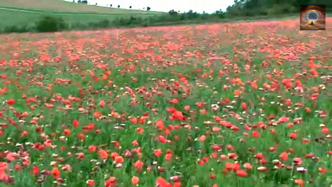 Tudor Gheorghe - Pedeapsa macului (HD - setează calitatea 720p)