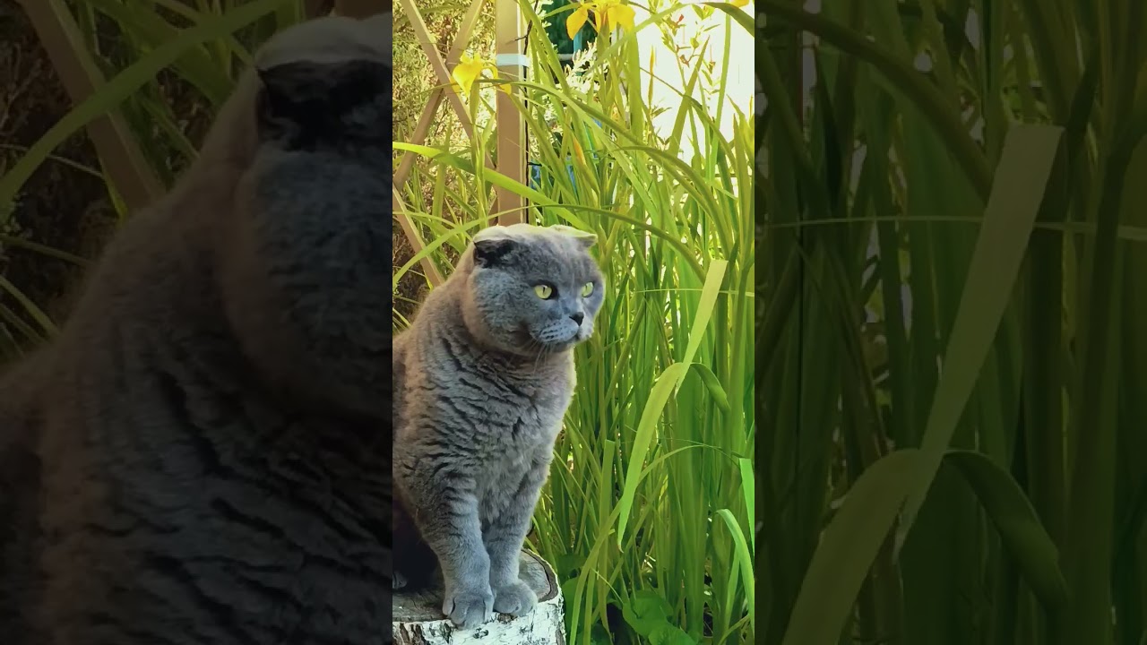 Хотя возможно всё не так!  #кот #мартин #мотивациядня