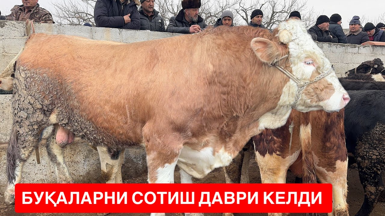 ШАХИДОН СЕМИЗ ВА БОҚМ АБУҚАЛАРДА САВДО АВЖИДА СЕМИЗ СОТИШ ДАВРИ КЕЛДИ. 