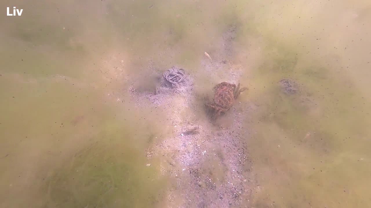 Iltsvind ved Vindinge &aring;'s udl&oslash;b i Nyborg Fjord - 2019