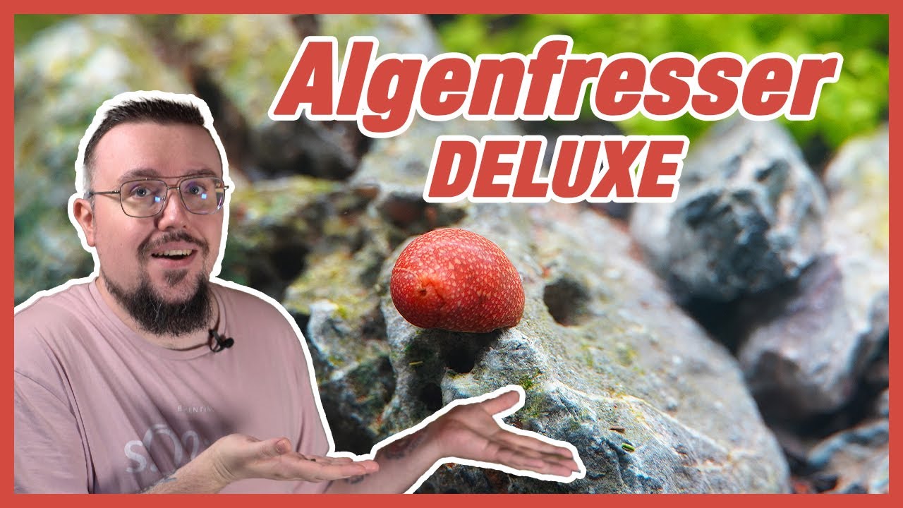 Algenfressende Schnecken | Meine Top 3... Aufklärungsvideo