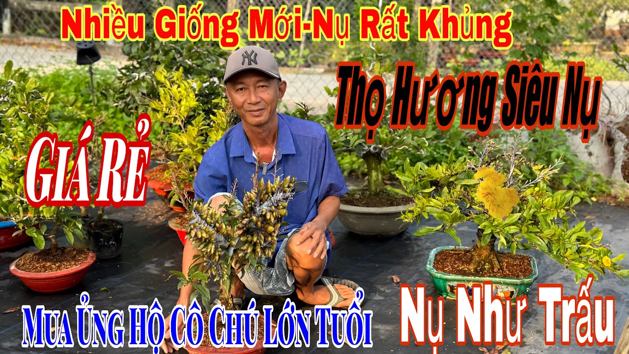 21/1 Vườn giao lưu mai chơi Tết giá cực rẻ 💥nhiều mã số cây đẹp giá rẻ 💥🌲🌲🌲☎️ 0775739717